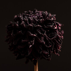 dried flowers on the dark background