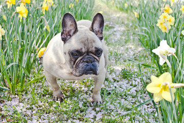 Cute French Bulldog among flowers. Dog and Daffodils flowers. Springtime lovely time. 