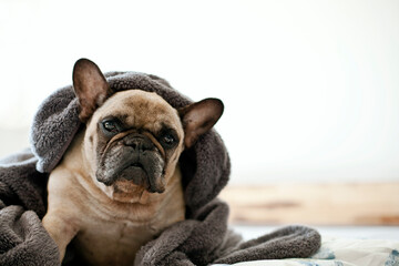 Beautiful Dog wrapped in a blanket sitting on the Bed. Cute Adorable French Bulldog. 