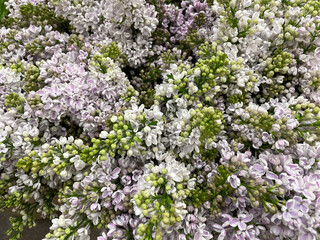 lilac flowers in the garden
