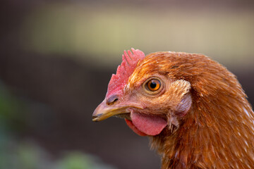 Portrait of brown chicken on a farm, outdoors.