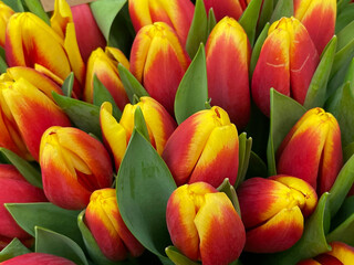 bouquet of fresh yellow-red tulips