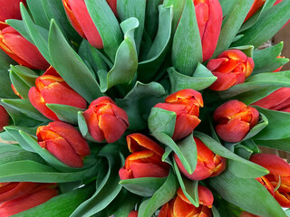 bouquet of fresh red tulips 