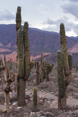 Altiplano vegetation. View of giant cactus Echinopsis atacamensis, also called Cardon by locals, growing in the mountains arid desert. 