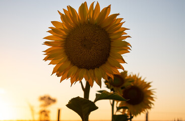 sunflower of the sunset