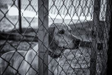 Dog in kennel