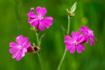 Fototapeta premium Close up of red campion flowers against a green background