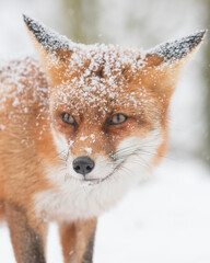 Red fox in the snowy world with freshly fallen snow. 
Photographed in the dunes of the Netherlands.