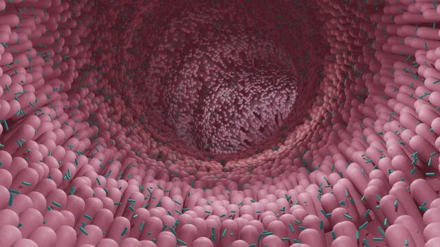 human microbiome, intestinal probiotic bacteria helping the growth of healthy gut flora, 3d animation