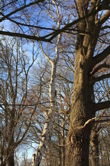 trees in the forest with blue background