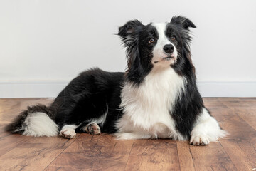 border collie dog looking attentive with ears up