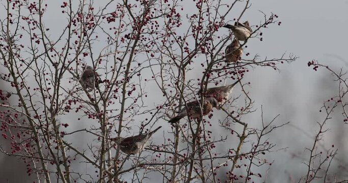groupe de grive litorne (Turdus pilaris) mangeant des baies dans une haie d'aub&eacute;pine