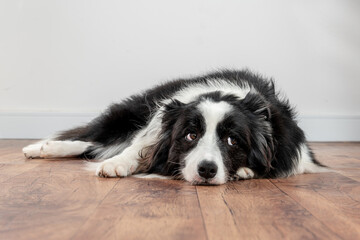 Naklejka na ściany i meble sad and worried dog lying on a wood floor