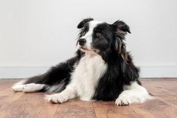 beautiful and young border collie dog lying dow and looking up