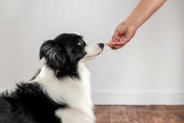 border collie dog smelling a human hand with dog food