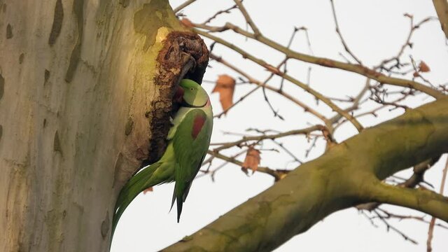 Gro&szlig;er Alexandersittich (Psittacula eupatria) in Wiesbaden im Schlosspark Biebrich