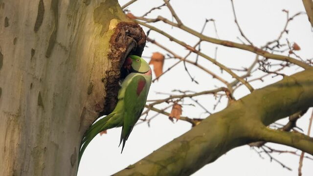 Gro&szlig;er Alexandersittich (Psittacula eupatria) in Wiesbaden im Schlosspark Biebrich