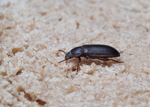 mehlk&auml;fer, tenebrio molitor, als nahaufnahme, k&auml;fer sitzt auf brot, seitenansicht