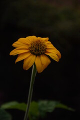 yellow flower on black