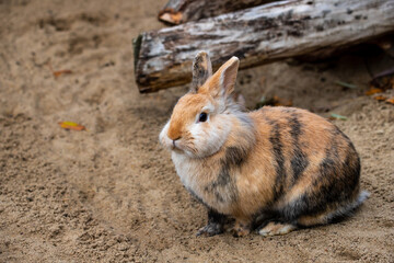 Full body of grey-beige-white domestic pygmy rabbit