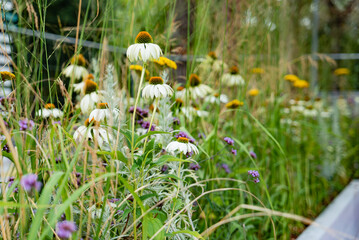 summer flowers in the garden © Maksim Shebeko