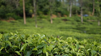 Fototapeta na wymiar beautiful tea garden in Wayanad, Kerala