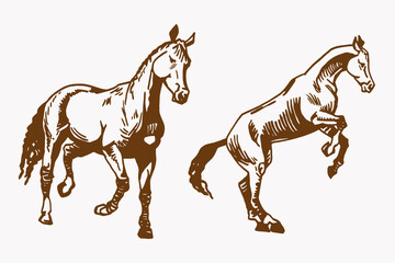 vintage vector set of graphical horses,illustration