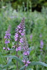 Stachys palustris grows among grasses in nature