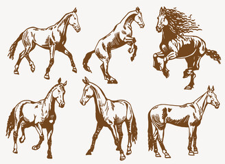 Fototapeta premium vintage vector set of graphical horses,illustration