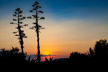 Silhouette of agave flowers on sunset