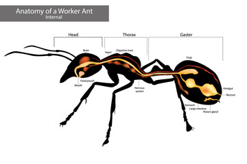 Internal Ant Anatomy. Characteristics Common to all Ants © sakurra
