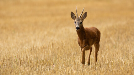 Roe deer, capreolus capreolus, walking on stubble in summer with copy space. Roebuck approaching on field with space for text. Antlered mammal going from front view