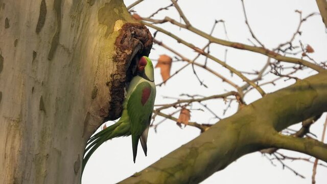 Gro&szlig;er Alexandersittich (Psittacula eupatria) in Wiesbaden im Schlosspark Biebrich