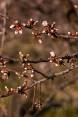 Almond blossom flowers