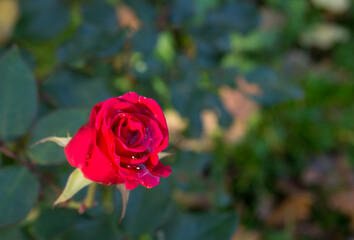 Red rose flower on a background of green flower beds. Dewdrop on flower petals.