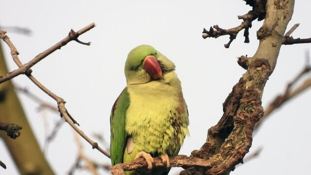 Gro&szlig;er Alexandersittich (Psittacula eupatria) in Wiesbaden im Schlosspark Biebrich