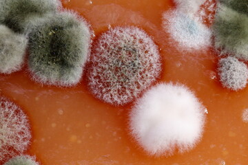 Homemade quince spoiled with mold