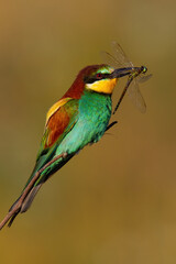 European bee-eater, merops apiaster, sitting on twing in summer sunlight. Colorful bird holding insect in beak. Multicoloured fetahered animal catching dragonfly on sun.