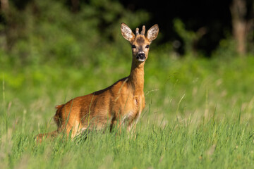 Roe deer, capreolus capreolus, standing on pasture in summertime sunlight. Young roebuck with growing antlers wrapped in velvet looking on grass. Male animal staring on meadow.