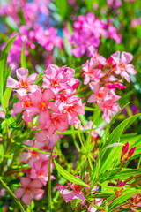 Beautiful pink flowers of the plant Oleander (Nerium oleander). Lush flowering of decorative...