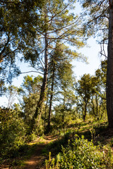 trail in the forest