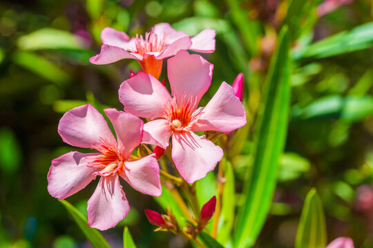 Beautiful pink flowers of the plant Oleander (Nerium oleander). Lush flowering of decorative flowers in the summer garden in sunny weather.