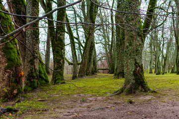 Obraz premium Moss wrapped old trees in autumn with green grass lawn in Turaida Museum Reserve of Gauja National Park, Latvia. Healthy environment concept background.