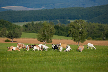 Fototapeta na wymiar Herd of white and brown goats grazing on a green meadow in summer nature. Domestic animals feeding with grass in countryside. Livestock on a pasture illuminated by sunlight.
