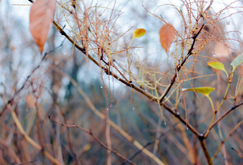Crystal-clear rain drops hanging from thin autumn twigs. Healthy environment concept background. Seasonal concept.