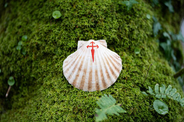 A shell with a painted red cross, a symbol of the Camino de Santiago, on top of green moss, surrounded by green plants. Background