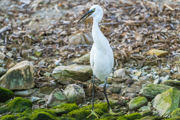 Little Egret eating an eel at the mouth of a river.