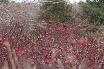Winter Berries