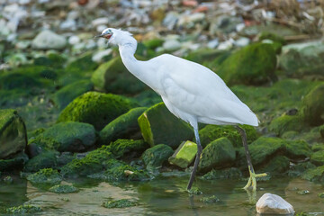 Little Egret at the mouth of a river in the town of Vila Joiosa.