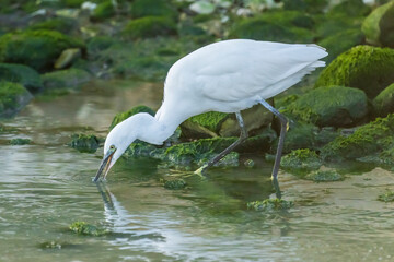 Little Egret at the mouth of a river in the town of Vila Joiosa.